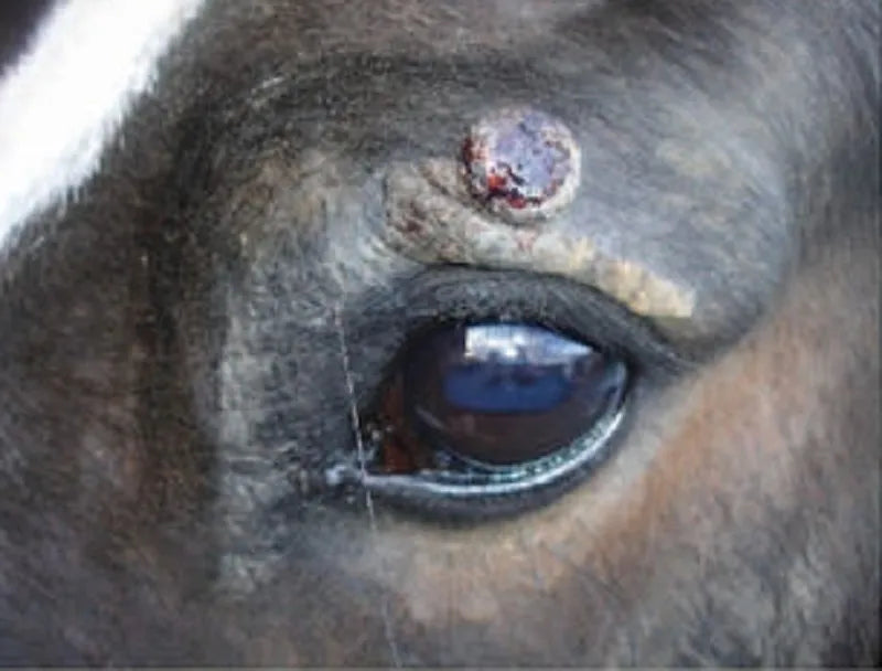 What is the best equine sarcoid cream in 2026?