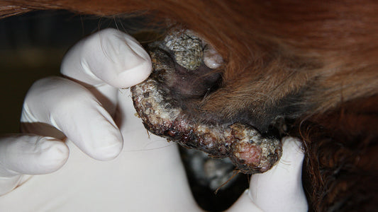 What does a sarcoid on a horse look like?