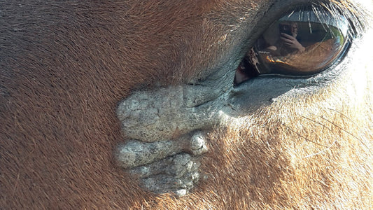 What Causes Sarcoids on Horses?