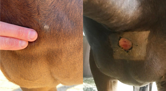 How to Treat a Sarcoid on a Horse