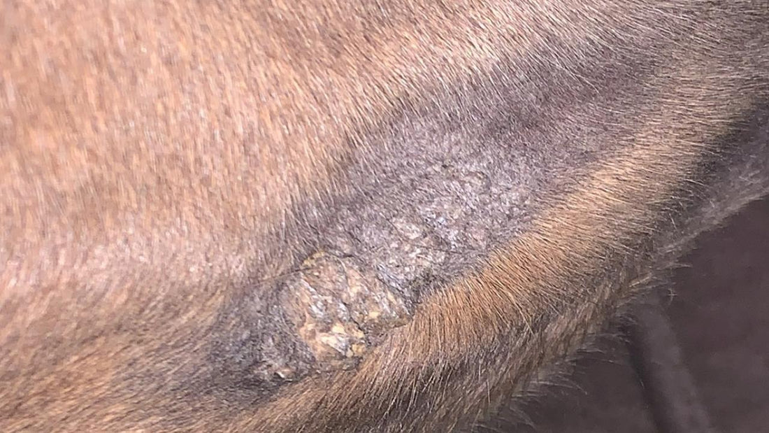 What Is a Sarcoid on a Horse?