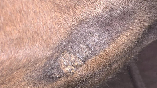 What Is a Sarcoid on a Horse?