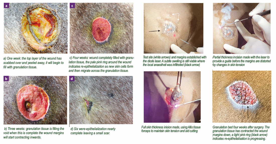 What Equine Sarcoid Treatments are Available?